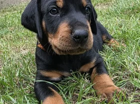 Mixed Breed
