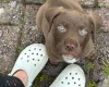Mixed Breed