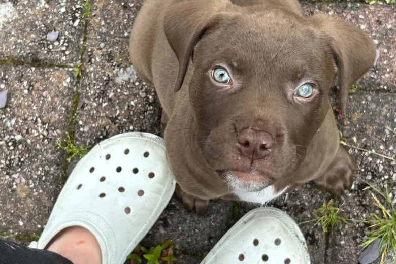 Mixed Breed