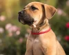 Mixed Breed