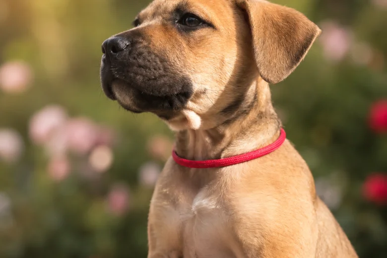 Mixed Breed