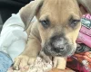 Mixed Breed