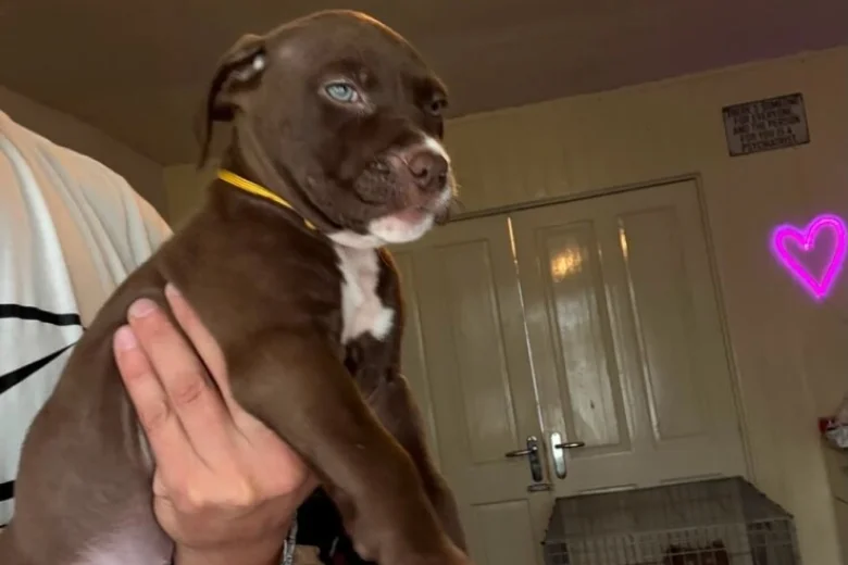 Mixed Breed