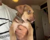 Mixed Breed