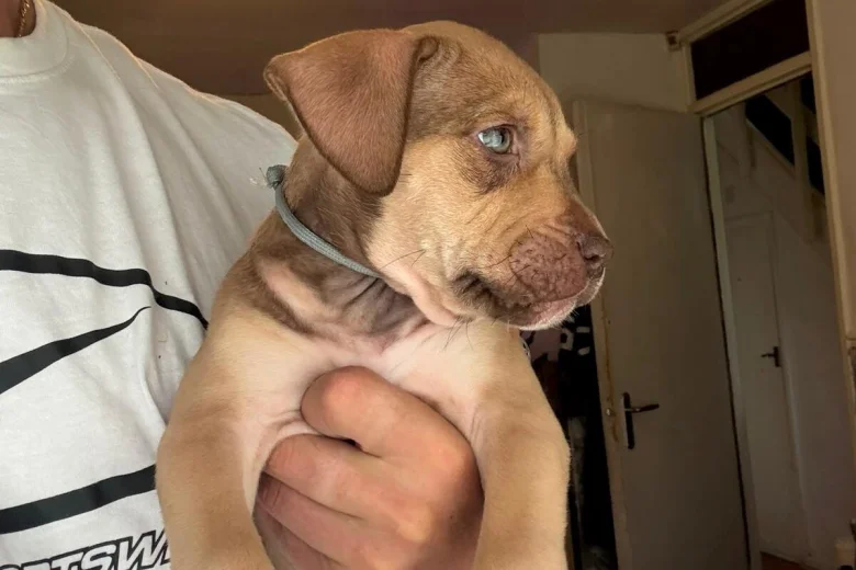 Mixed Breed