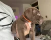 Mixed Breed