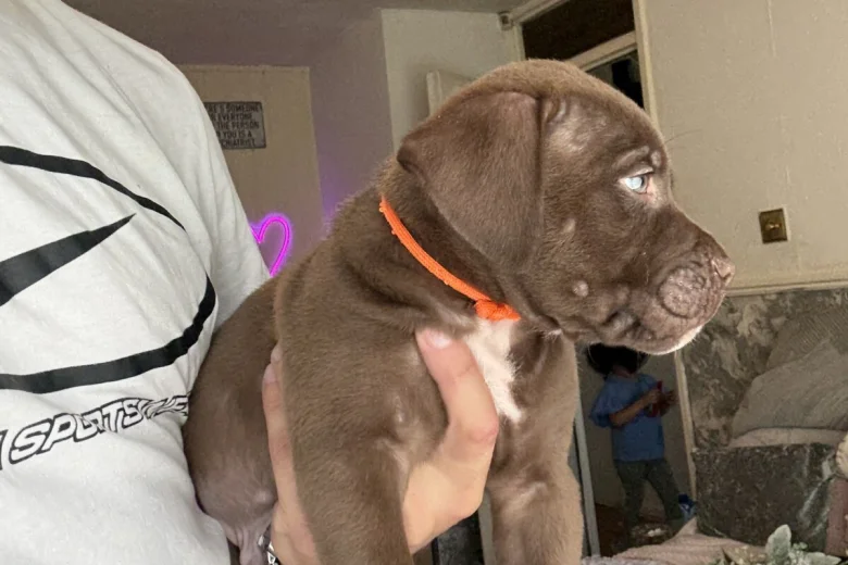Mixed Breed