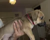 Mixed Breed
