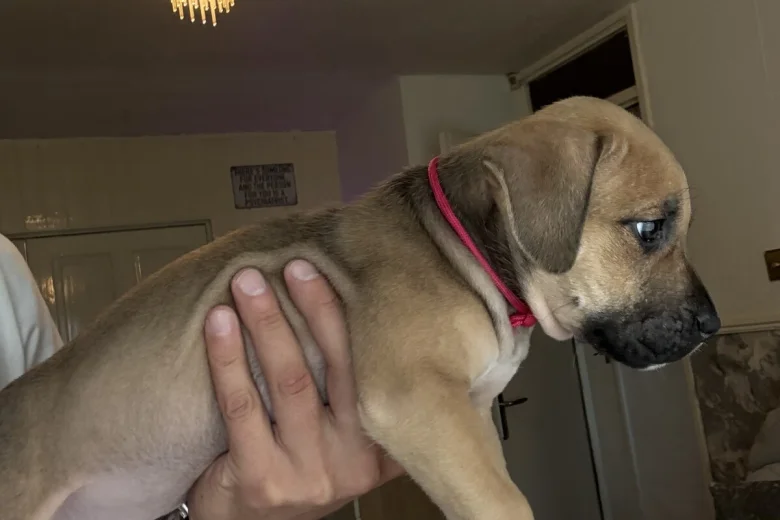 Mixed Breed