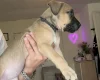 Mixed Breed