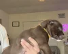 Mixed Breed