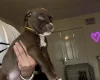 Mixed Breed