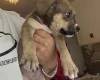 Mixed Breed