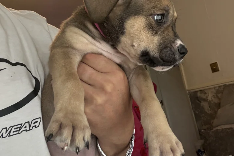 Mixed Breed