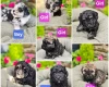 Mixed Breed