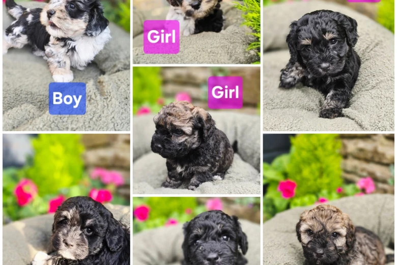 Mixed Breed