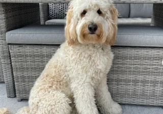 Stud