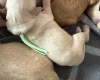 Labradoodle