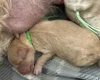Labradoodle