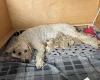 Labradoodle