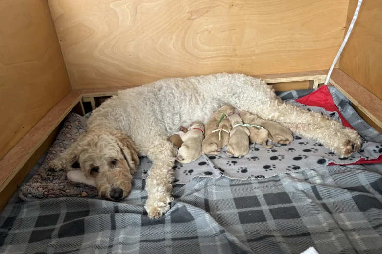 Labradoodle