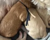 Labradoodle