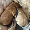 Labradoodle