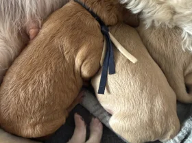 Labradoodle