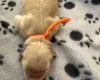 Labradoodle