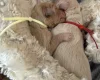 Labradoodle