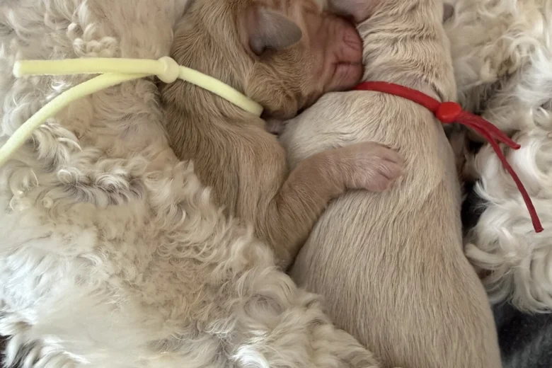 Labradoodle