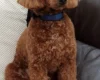 Cavapoo