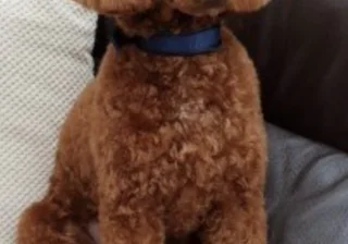 Stud