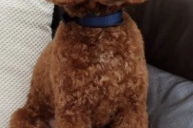 Cavapoo