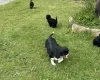 Cavapoo