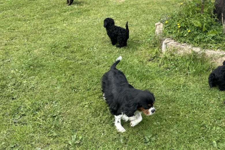 Cavapoo