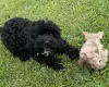 Cavapoo
