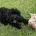 Cavapoo