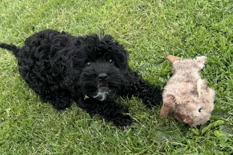 Cavapoo