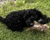 Cavapoo