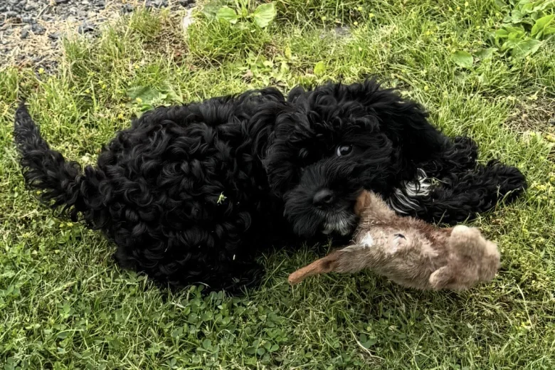Cavapoo