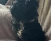 Cavapoo