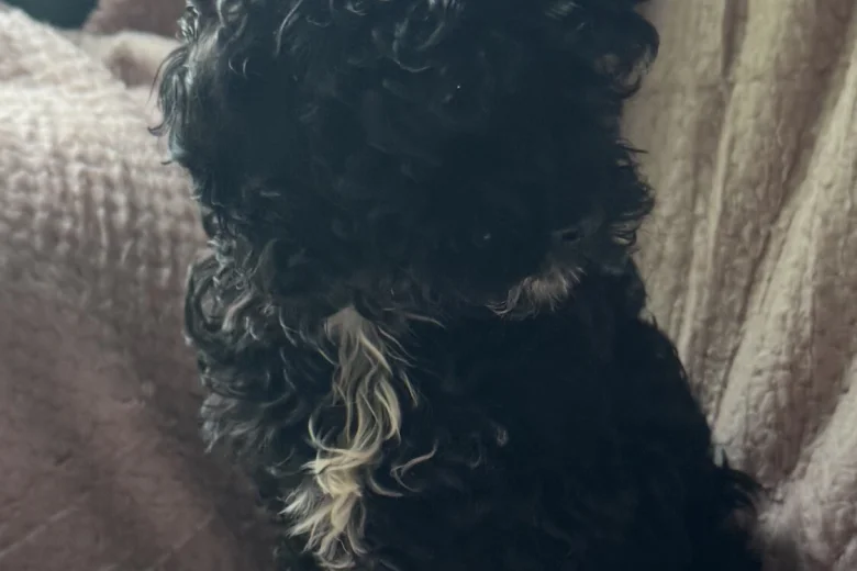 Cavapoo