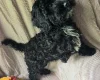 Cavapoo