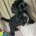 Cavapoo