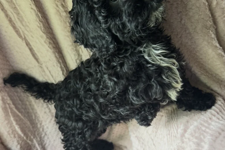 Cavapoo