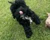 Cavapoo