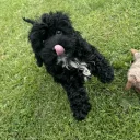 Cavapoo