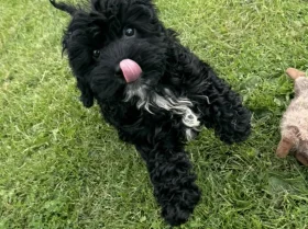 Cavapoo