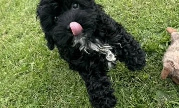 Cavapoo